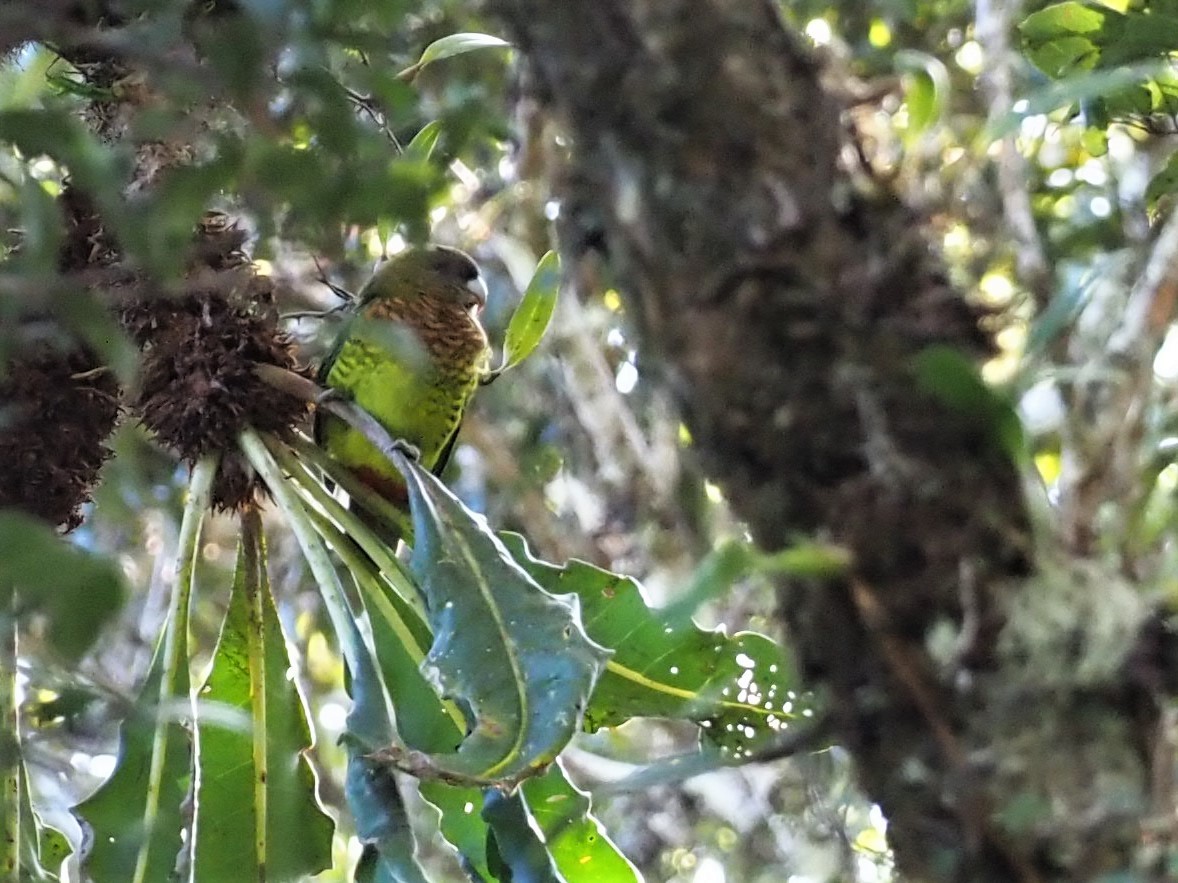 Modest Tiger-Parrot - ML510802661