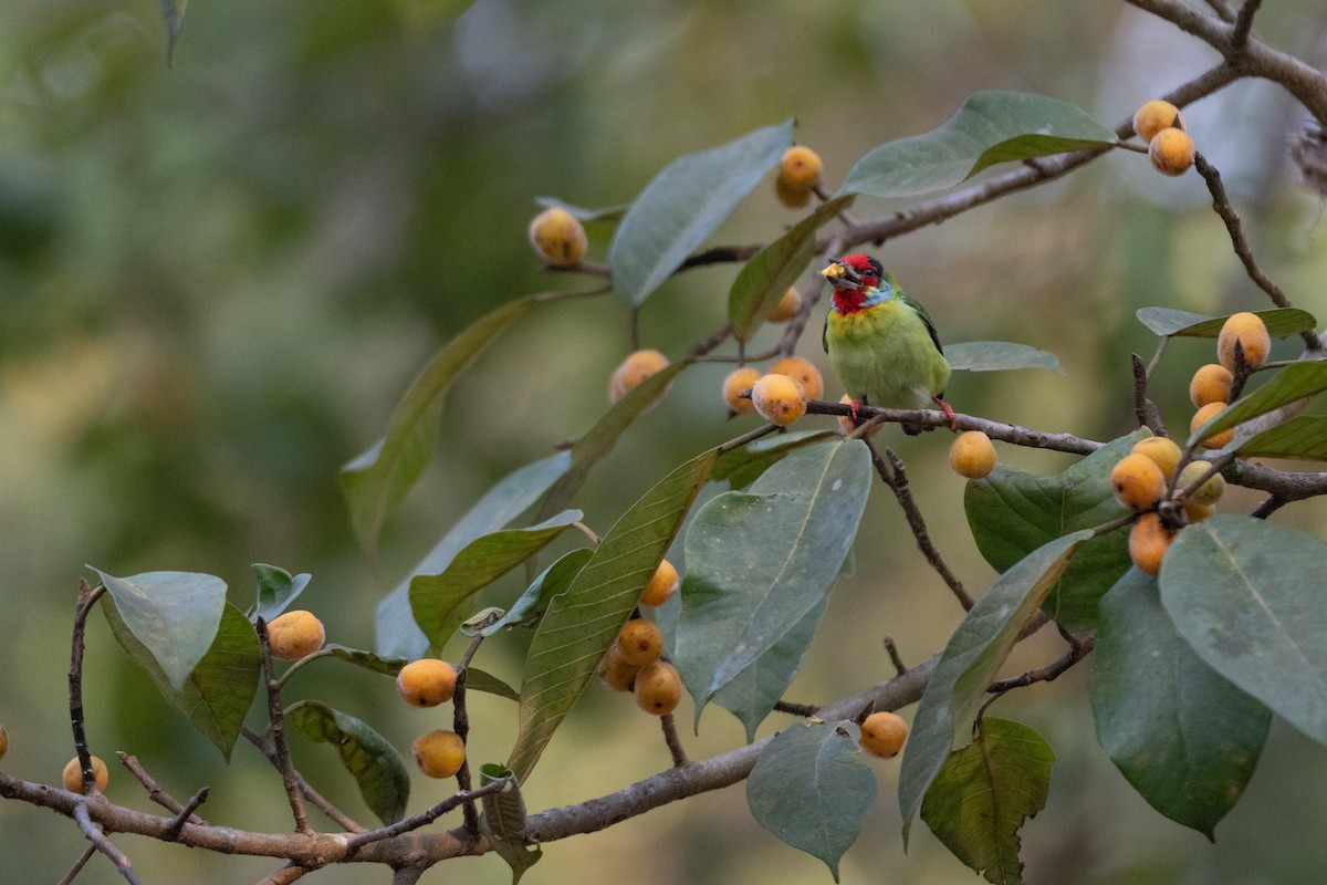 tanımsız Psilopogon sp. - ML510802791