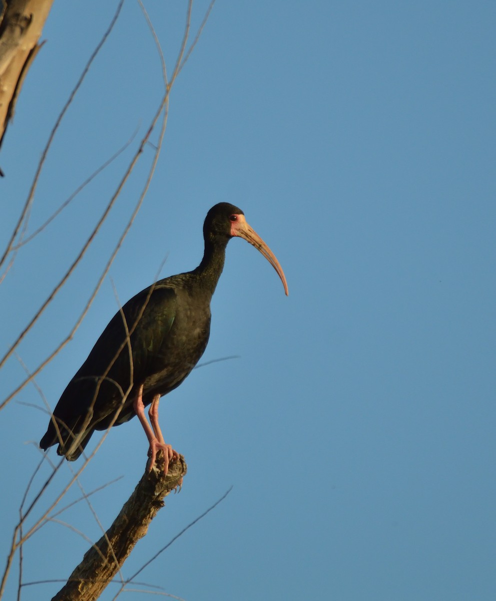 ibis tmavý - ML510803011