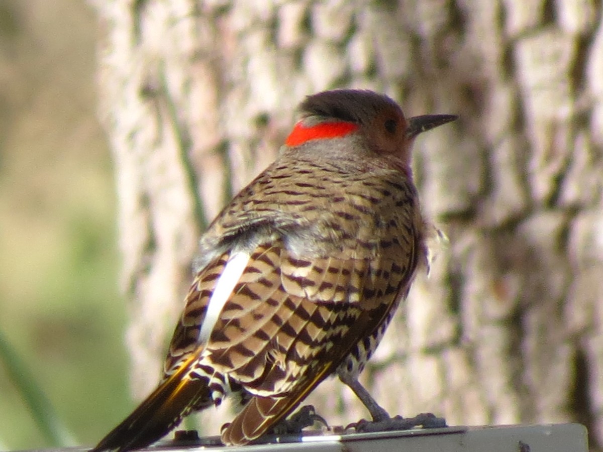 Northern Flicker - ML51080391