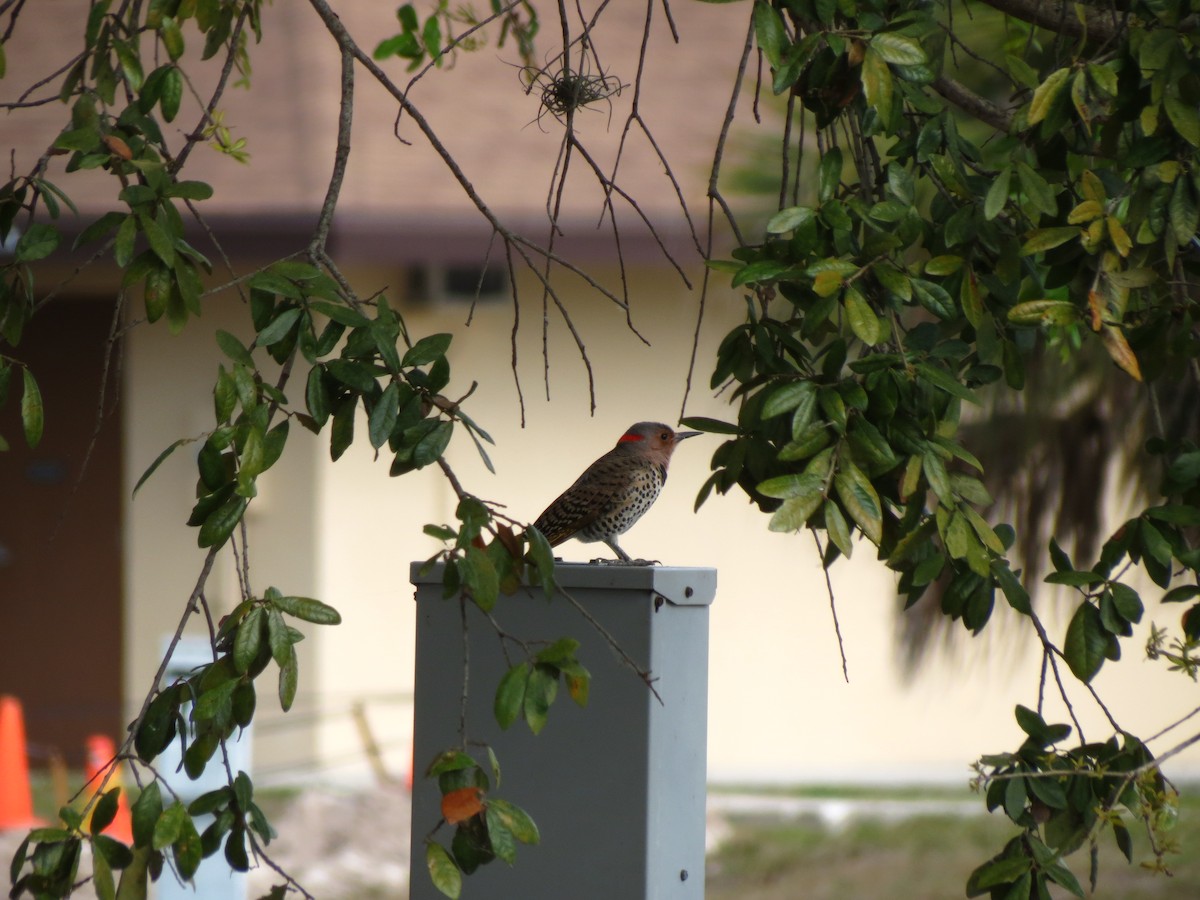 Northern Flicker - Nancy Price