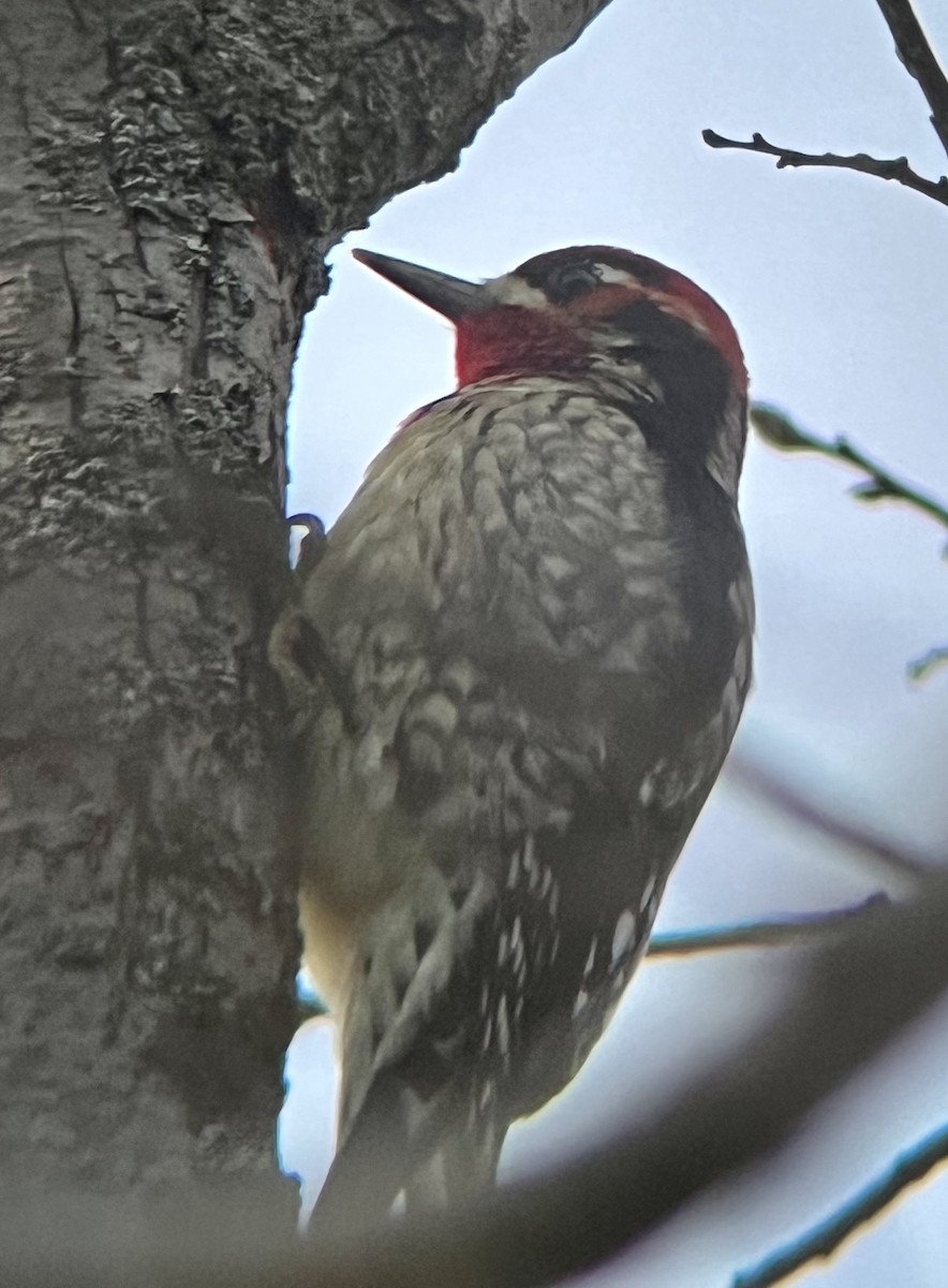 Red-naped x Red-breasted Sapsucker (hybrid) - ML510804491