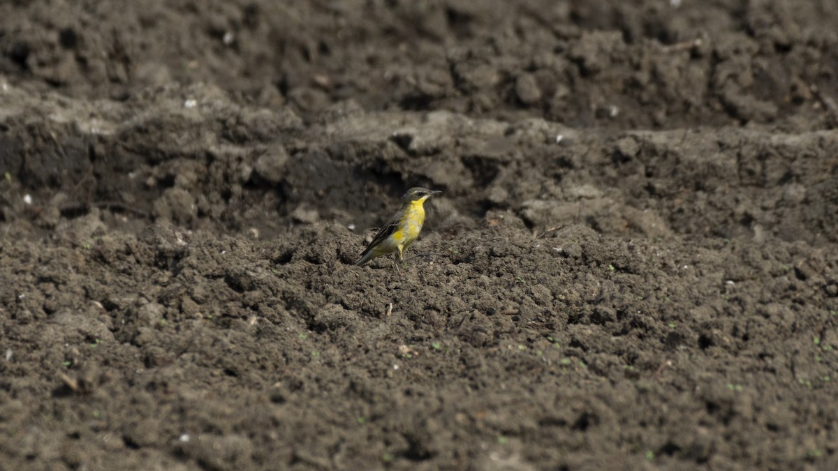 Eastern Yellow Wagtail - Prasenjit Bhattacharjee