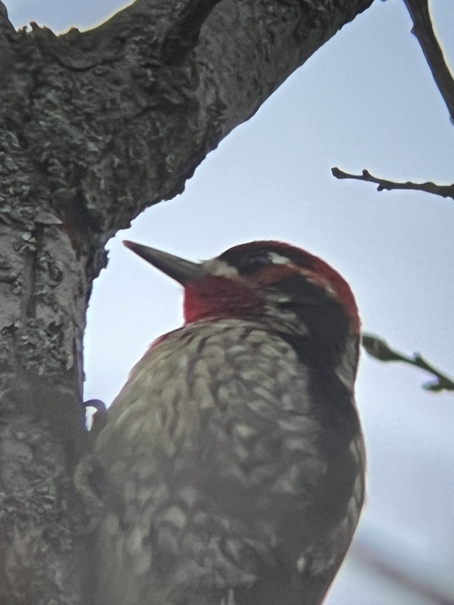 Red-naped x Red-breasted Sapsucker (hybrid) - ML510804571