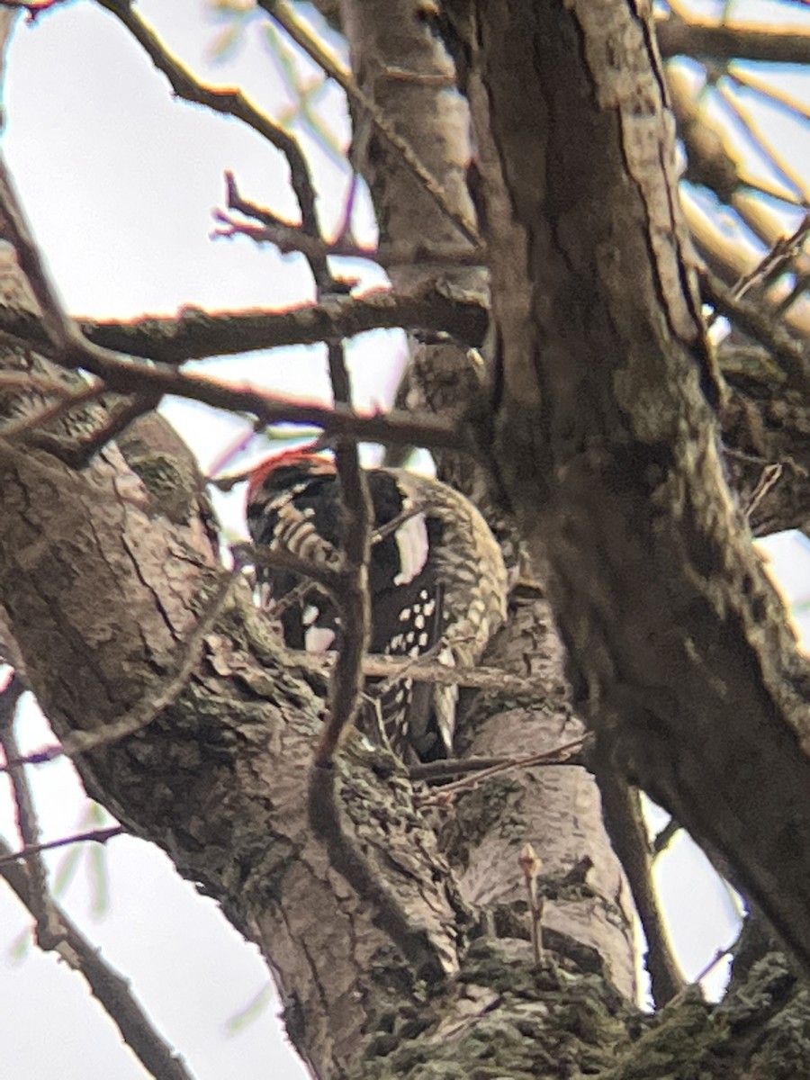 Red-naped x Red-breasted Sapsucker (hybrid) - ML510804951