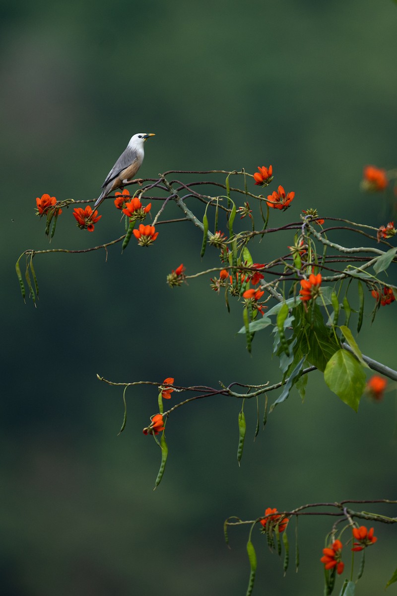 Malabar Starling - Arvind Ramamurthy