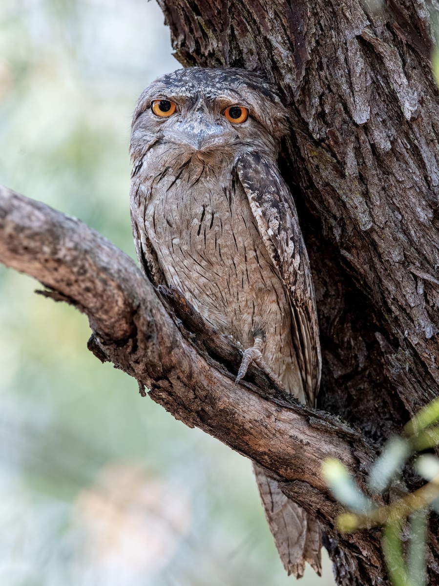 Tawny Frogmouth - ML510805951