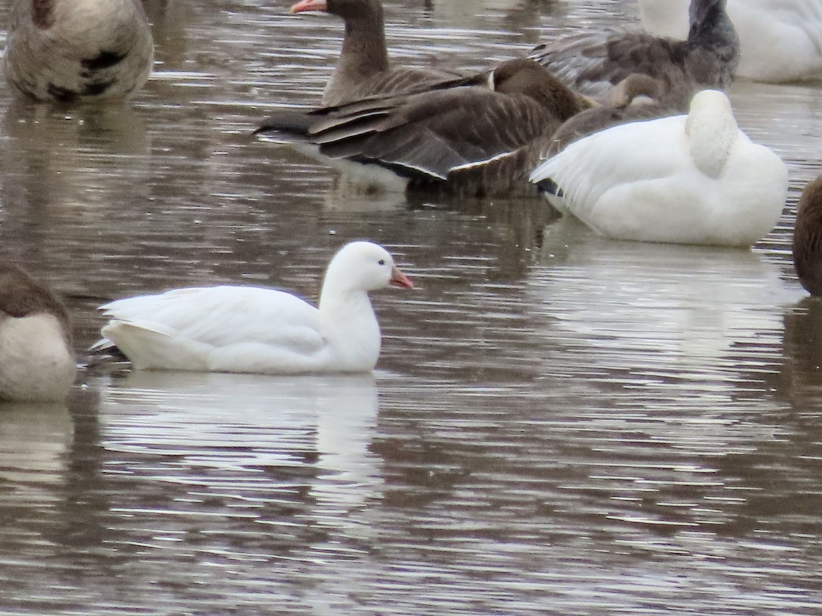 Ross's Goose - ML510806141