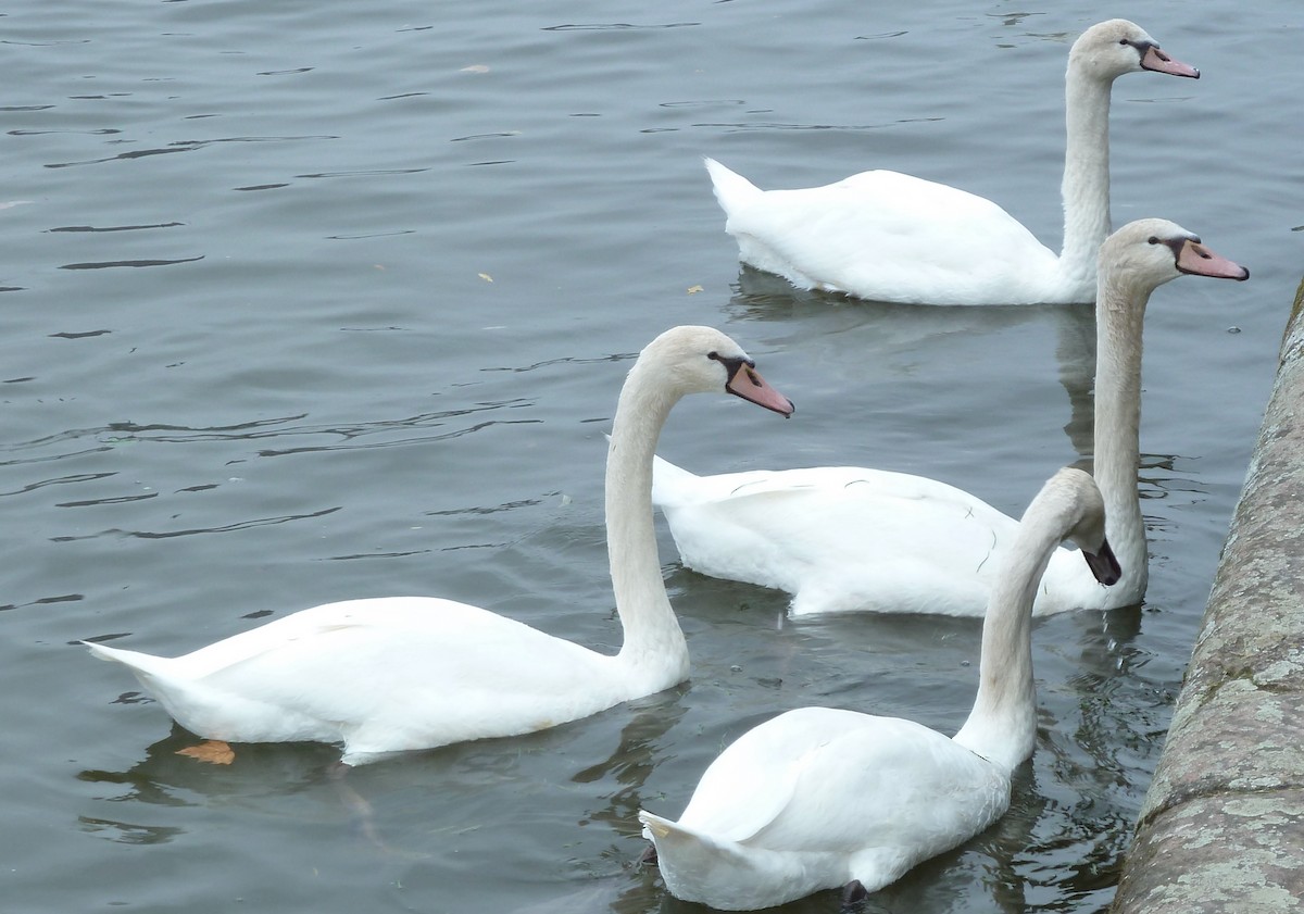 Mute Swan - ML510806661