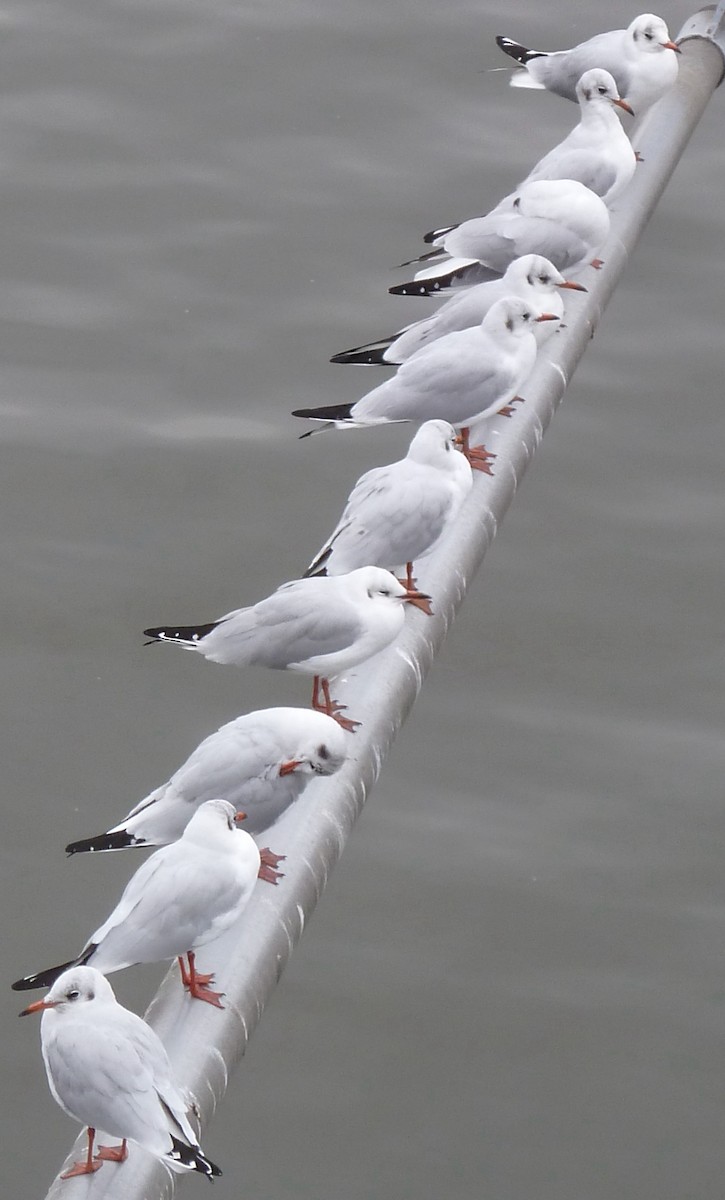 Black-headed Gull - ML510806691