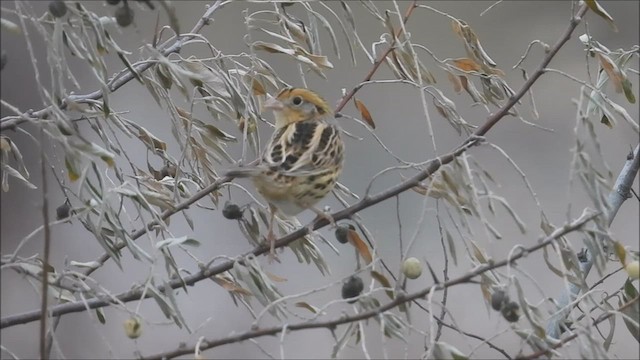 LeConte's Sparrow - ML510807581