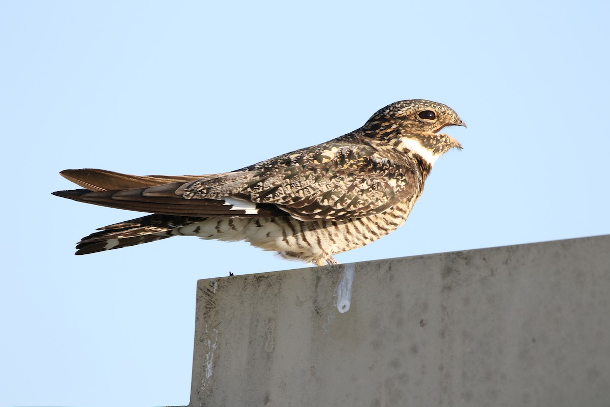 Common Nighthawk - Zach Haring