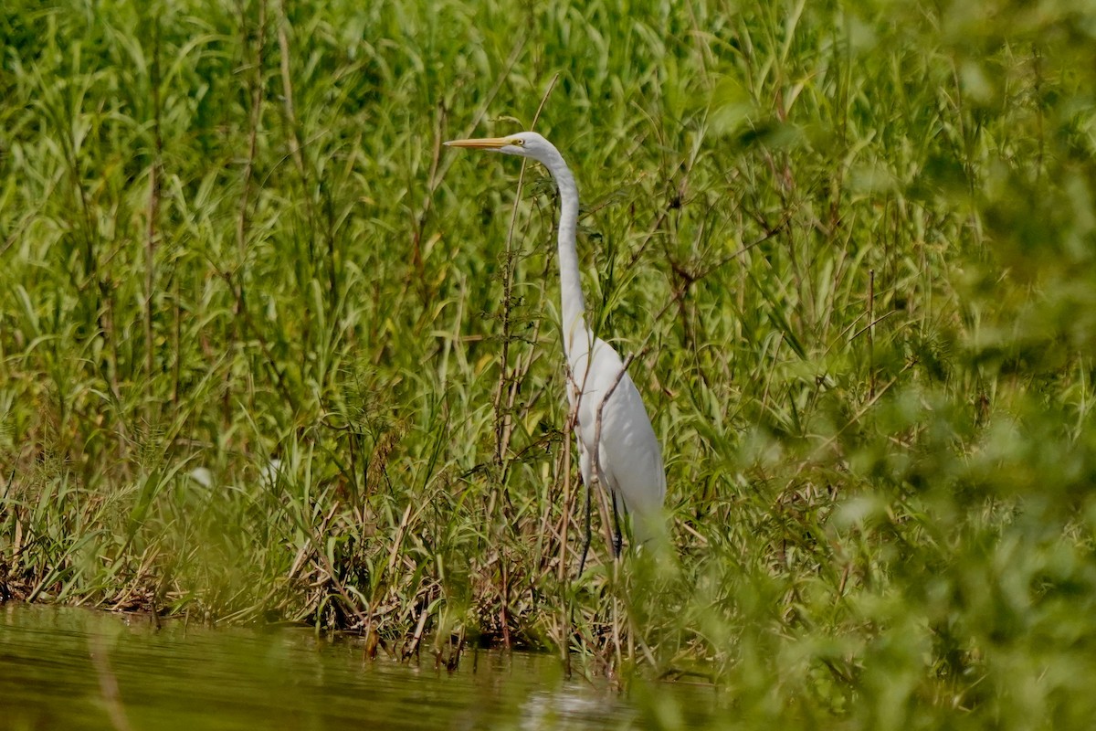 Great Egret - ML510807981