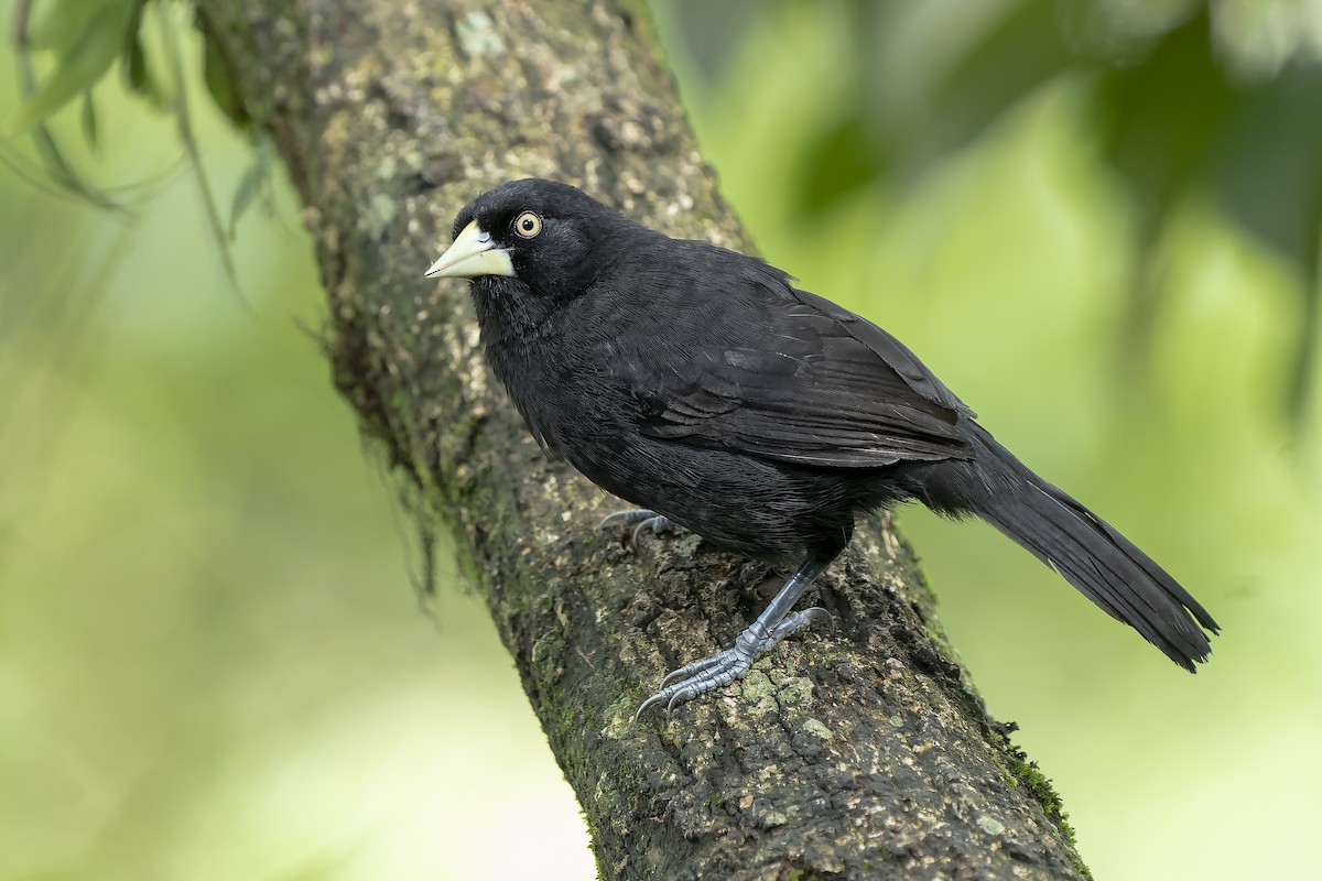 Yellow-billed Cacique - ML510808621