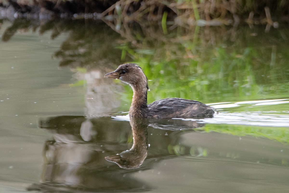 Pied-billed Grebe - Anne Craig