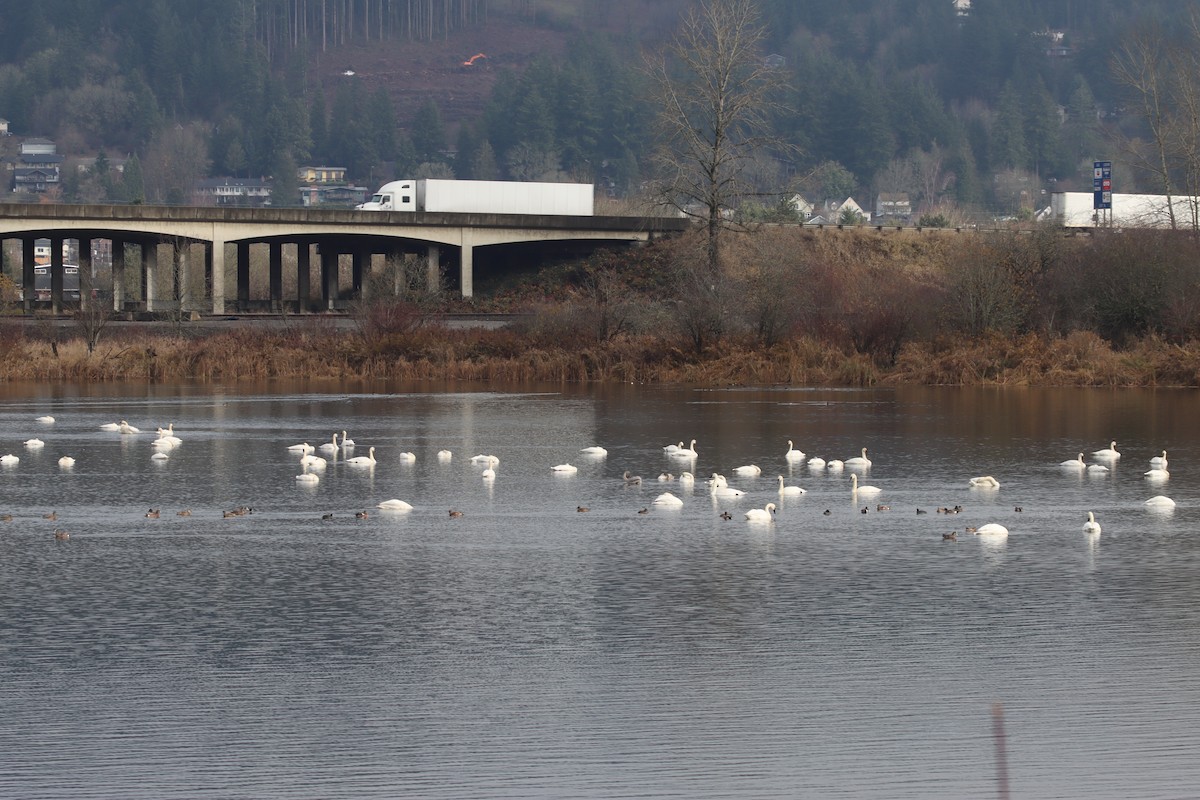 Trumpeter Swan - Terry Martin