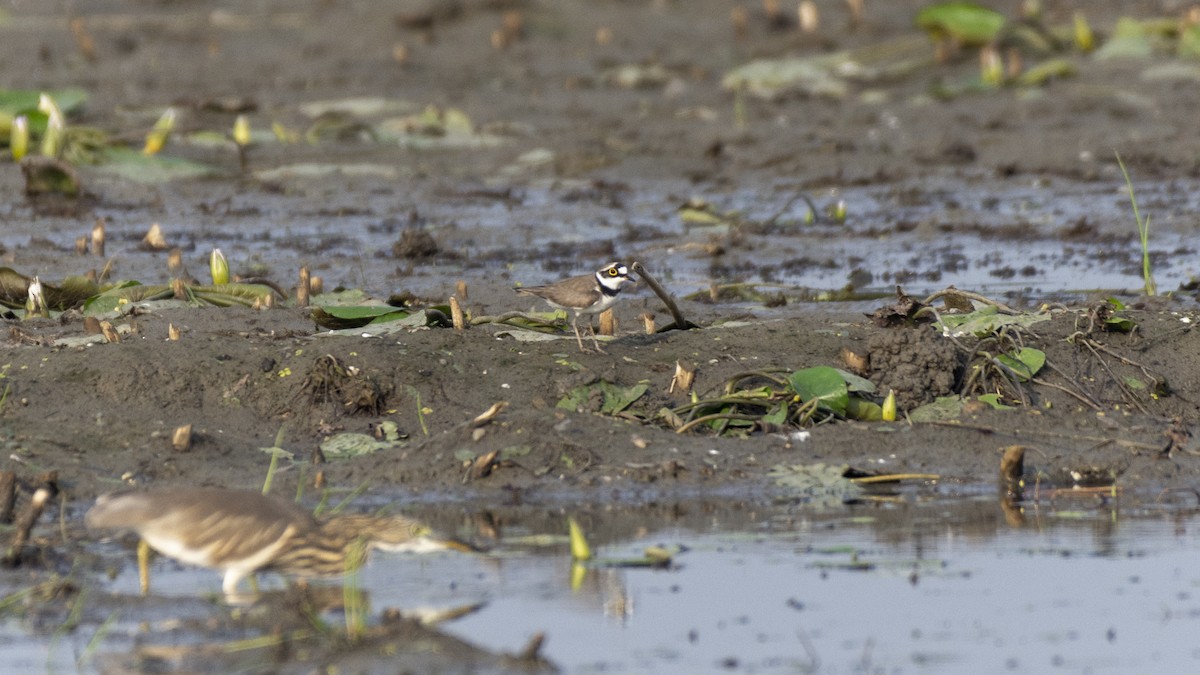 Little Ringed Plover - ML510809591