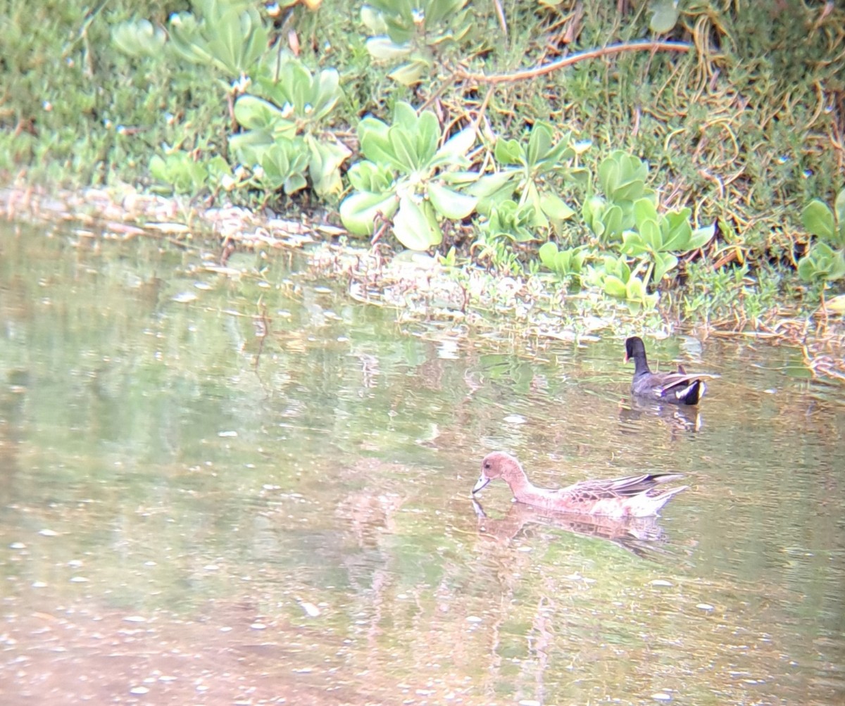 Eurasian Wigeon - ML510809641