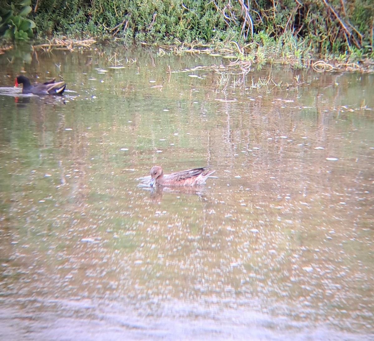 Eurasian Wigeon - ML510809651