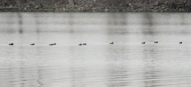 Hooded Merganser - ML510810571