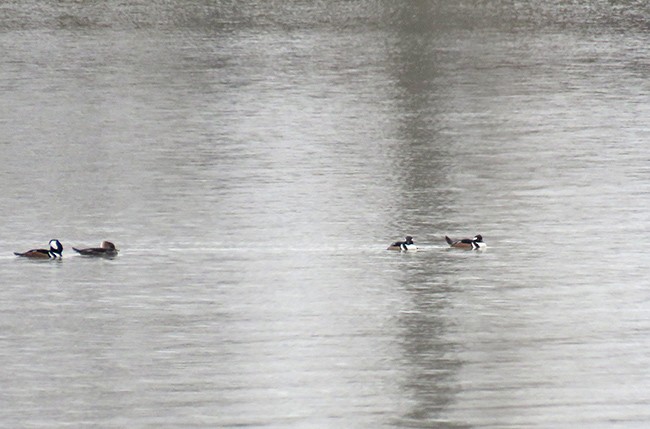 Hooded Merganser - ML510810651