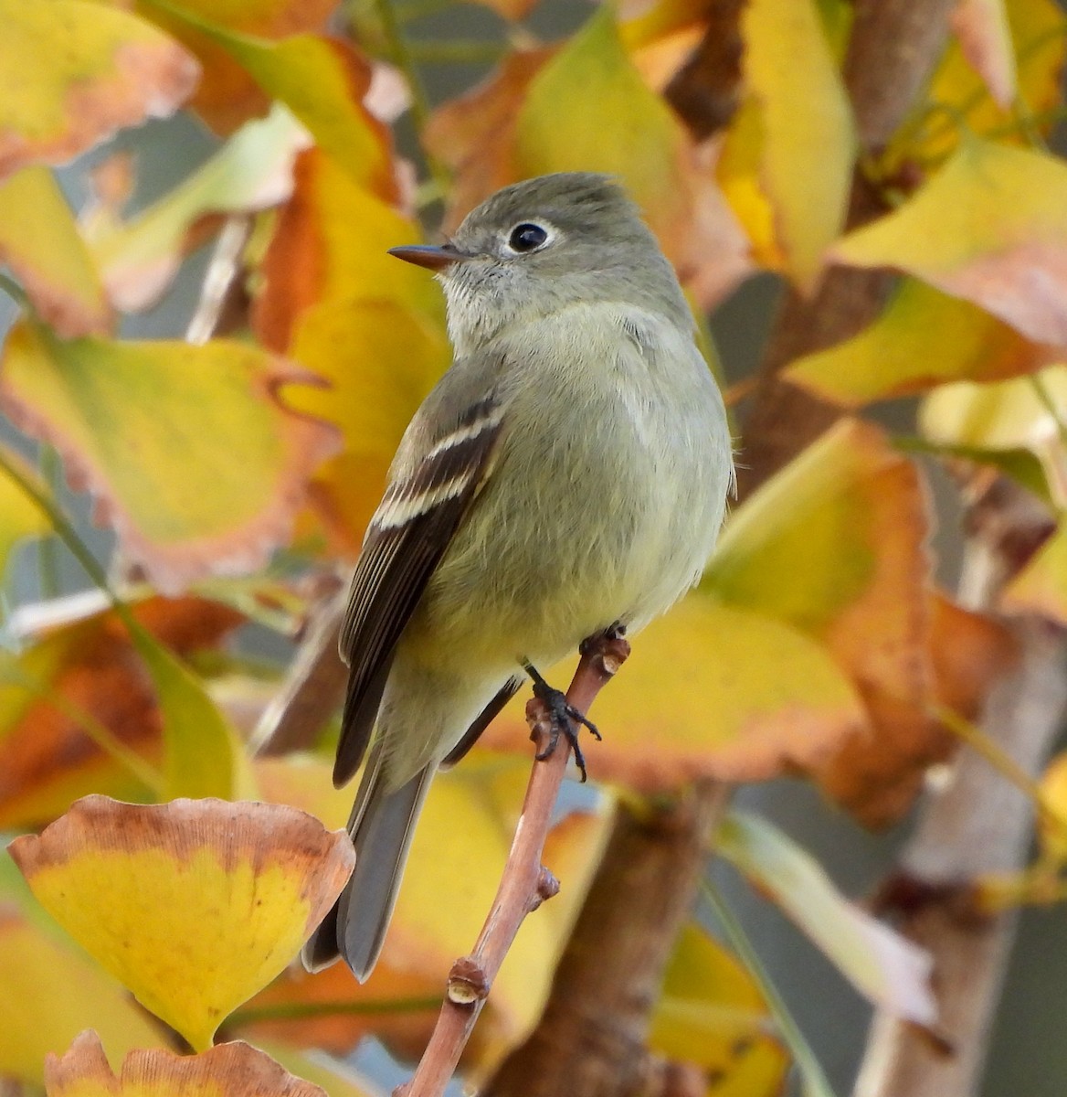 Hammond's Flycatcher - ML510811561