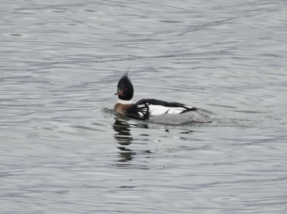 Red-breasted Merganser - Dave Ebbitt