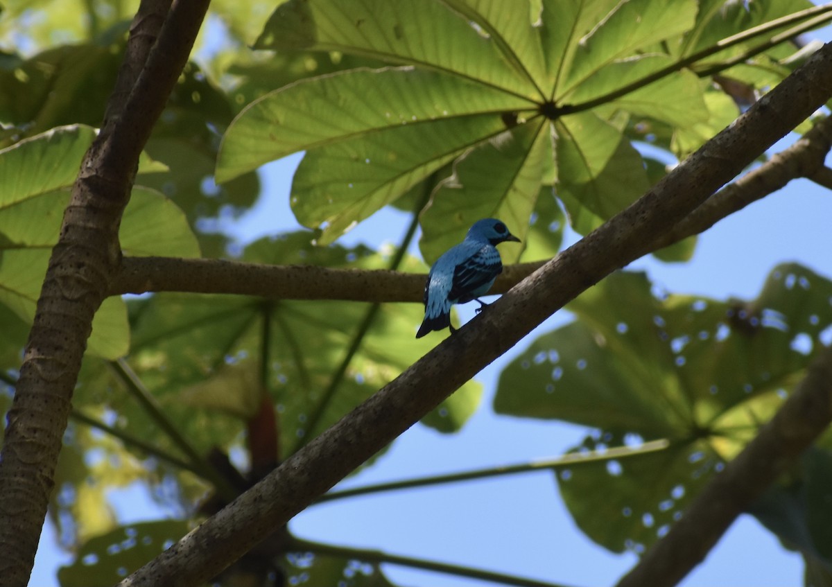 Blue Cotinga - ML510812861