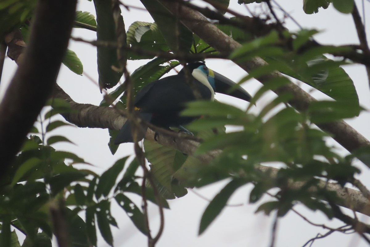 Channel-billed Toucan (Yellow-ridged) - ML510812891