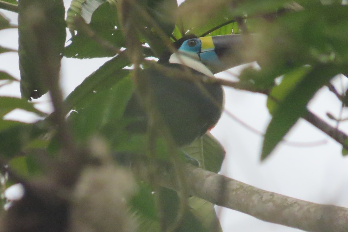 Channel-billed Toucan (Yellow-ridged) - David Brinkman