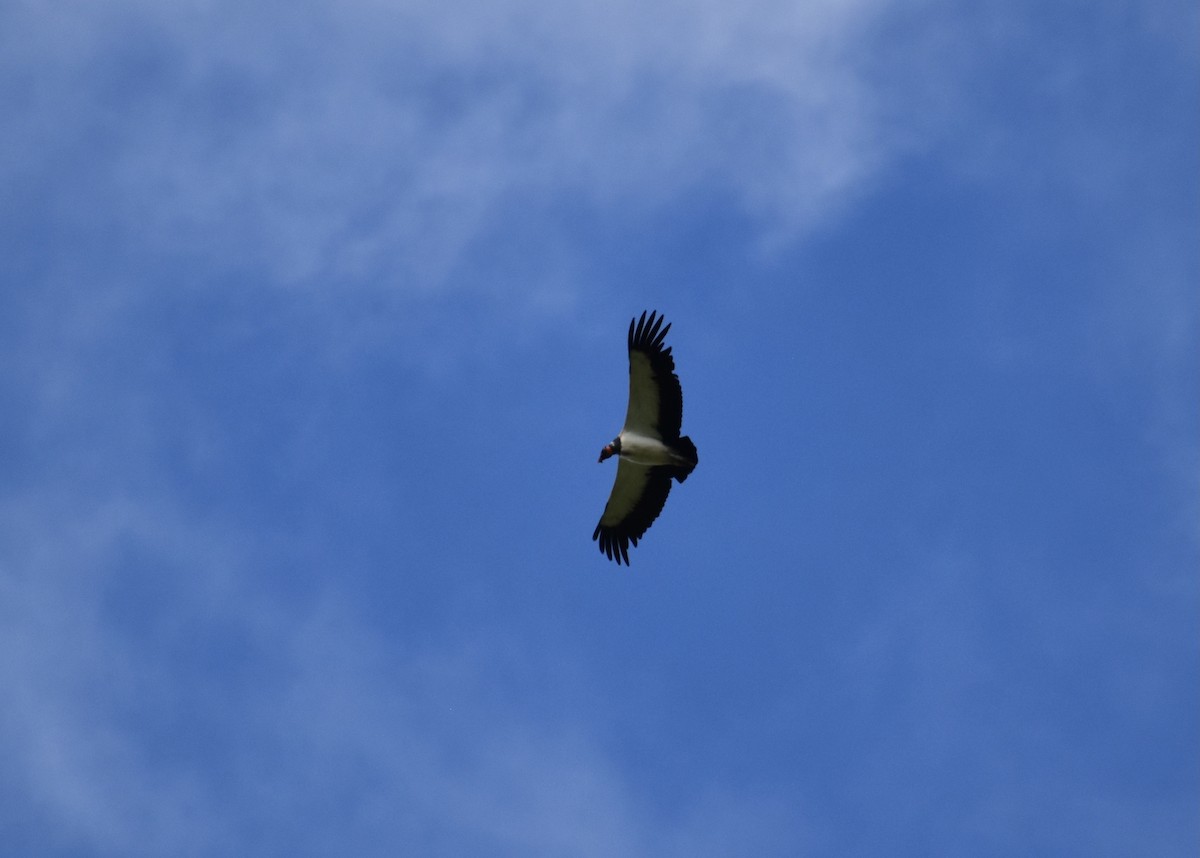 King Vulture - ML510813761