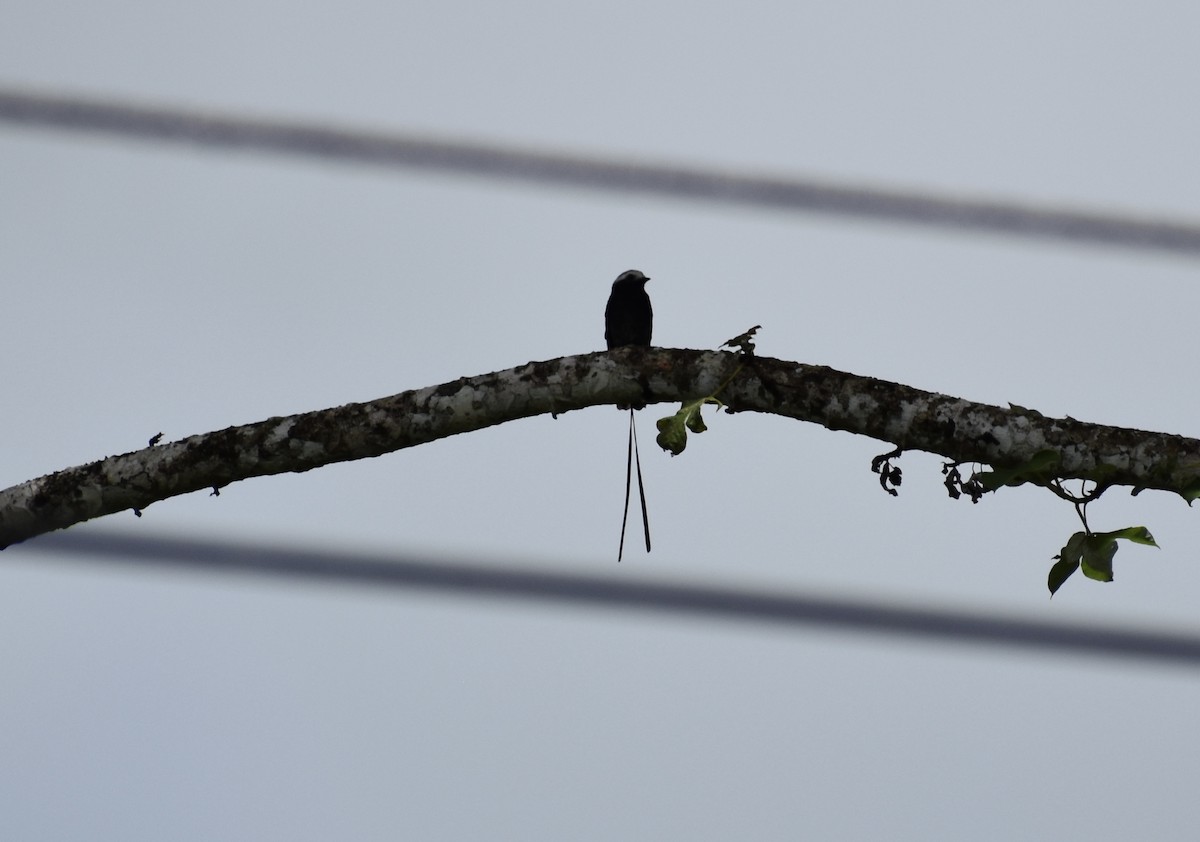 Long-tailed Tyrant - ML510813911