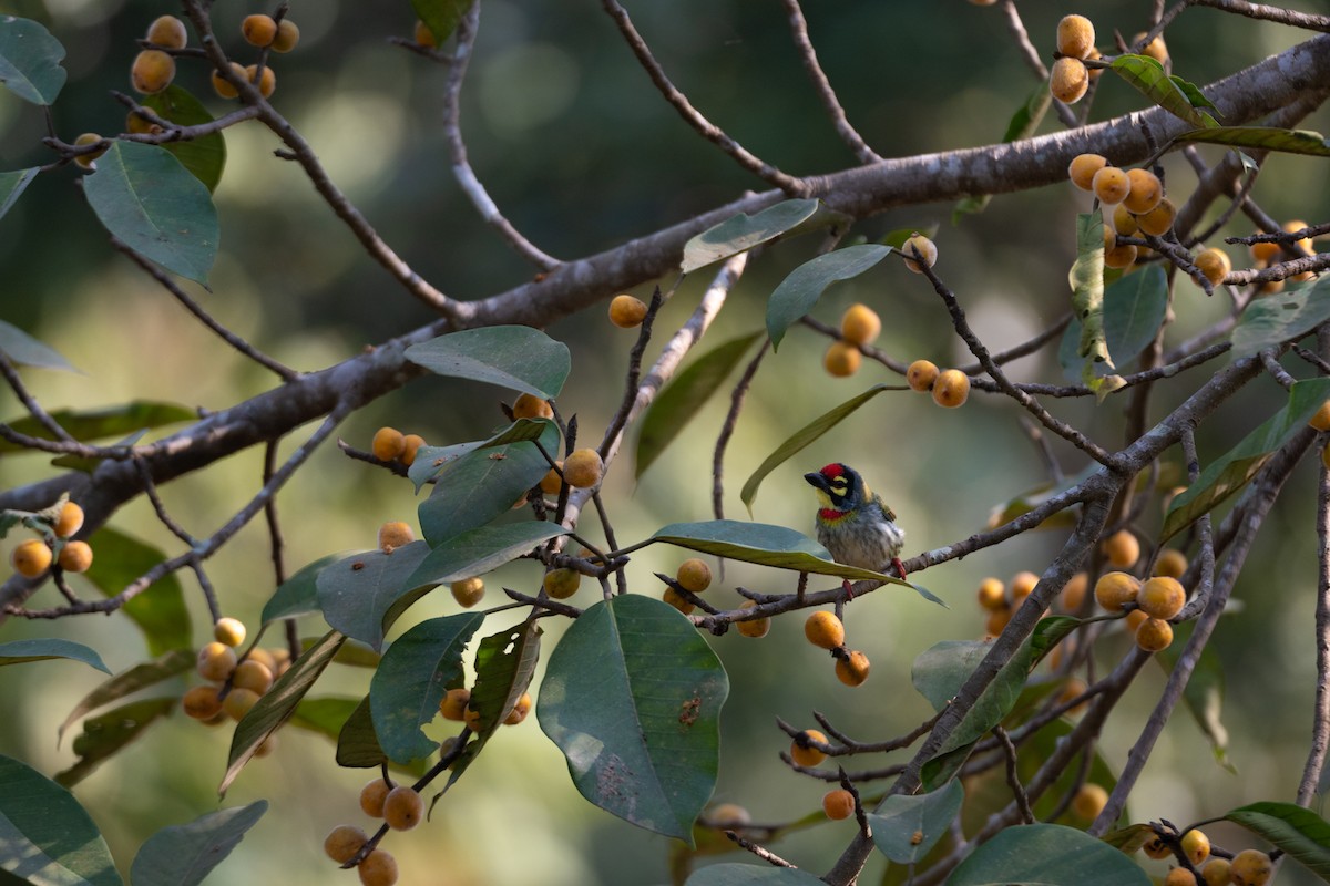 Malabar/Coppersmith Barbet - ML510814071