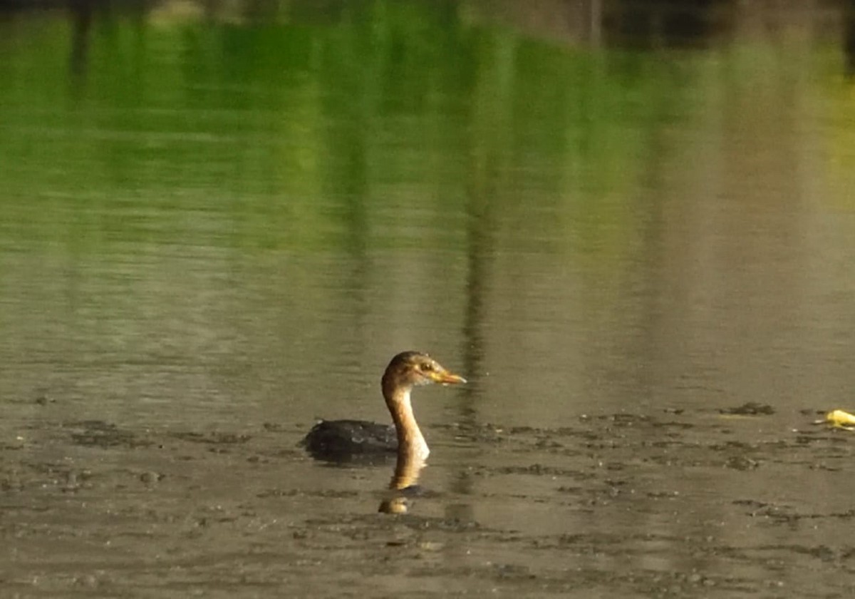 Little Grebe - ML510814761