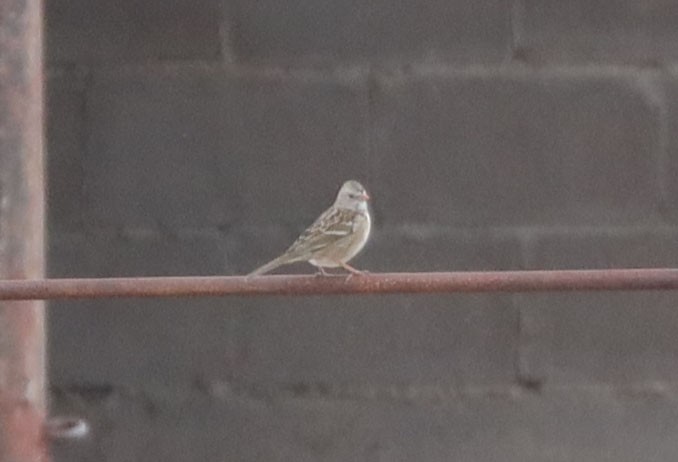 White-crowned x Harris's Sparrow (hybrid) - ML510815351