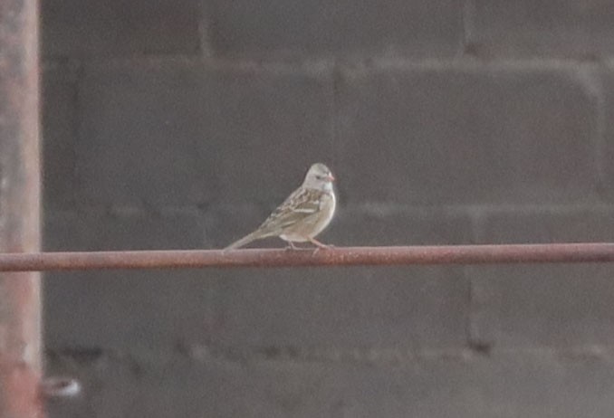 White-crowned x Harris's Sparrow (hybrid) - Tom Forwood JR