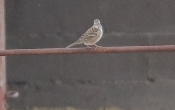 White-crowned x Harris's Sparrow (hybrid) - ML510815361