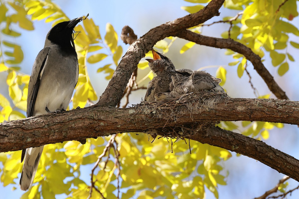 Black-faced Cuckooshrike - Michael Rutkowski