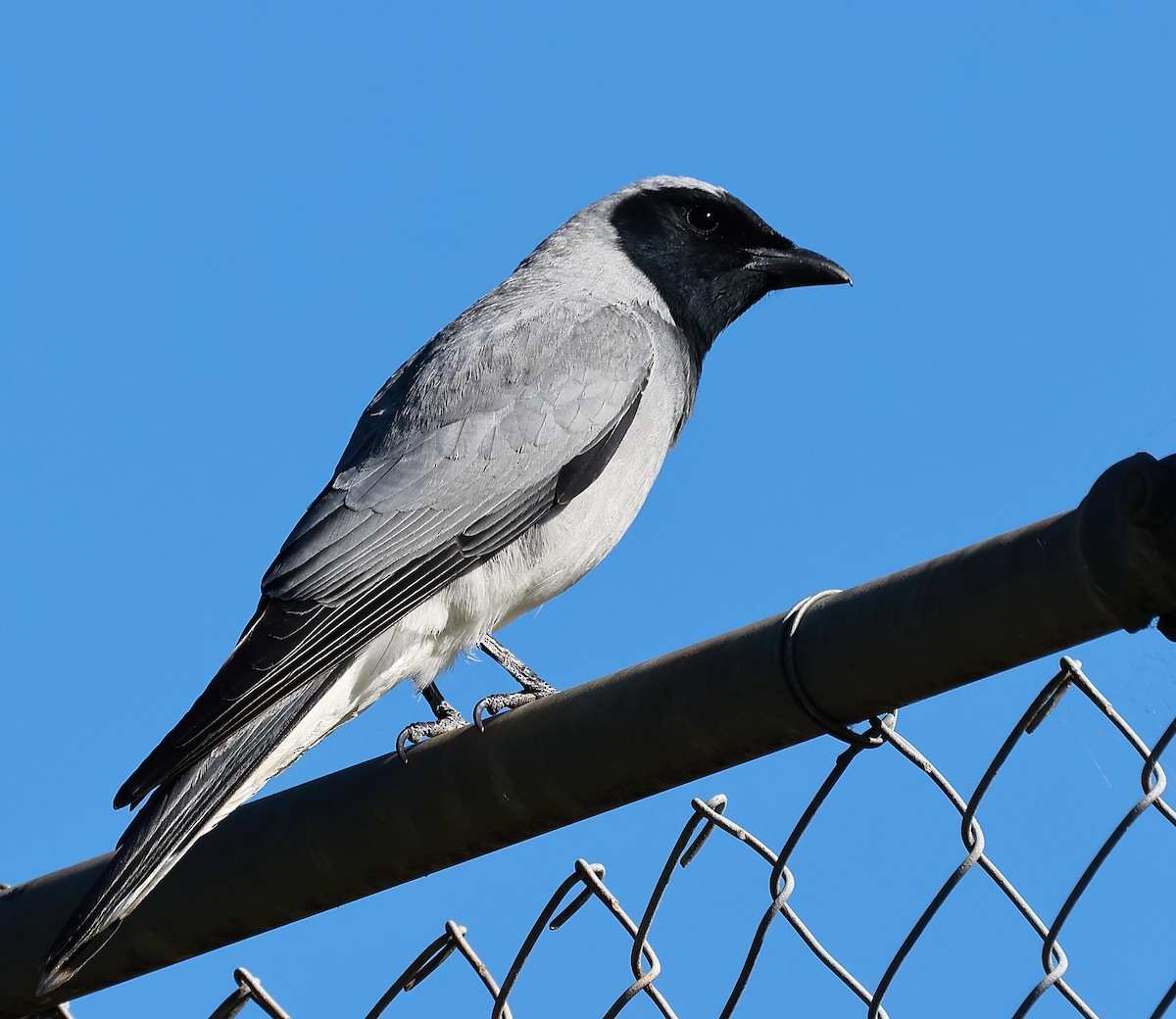 Black-faced Cuckooshrike - Michael Rutkowski