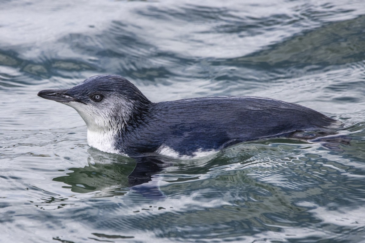 コビトペンギン - ML510816251