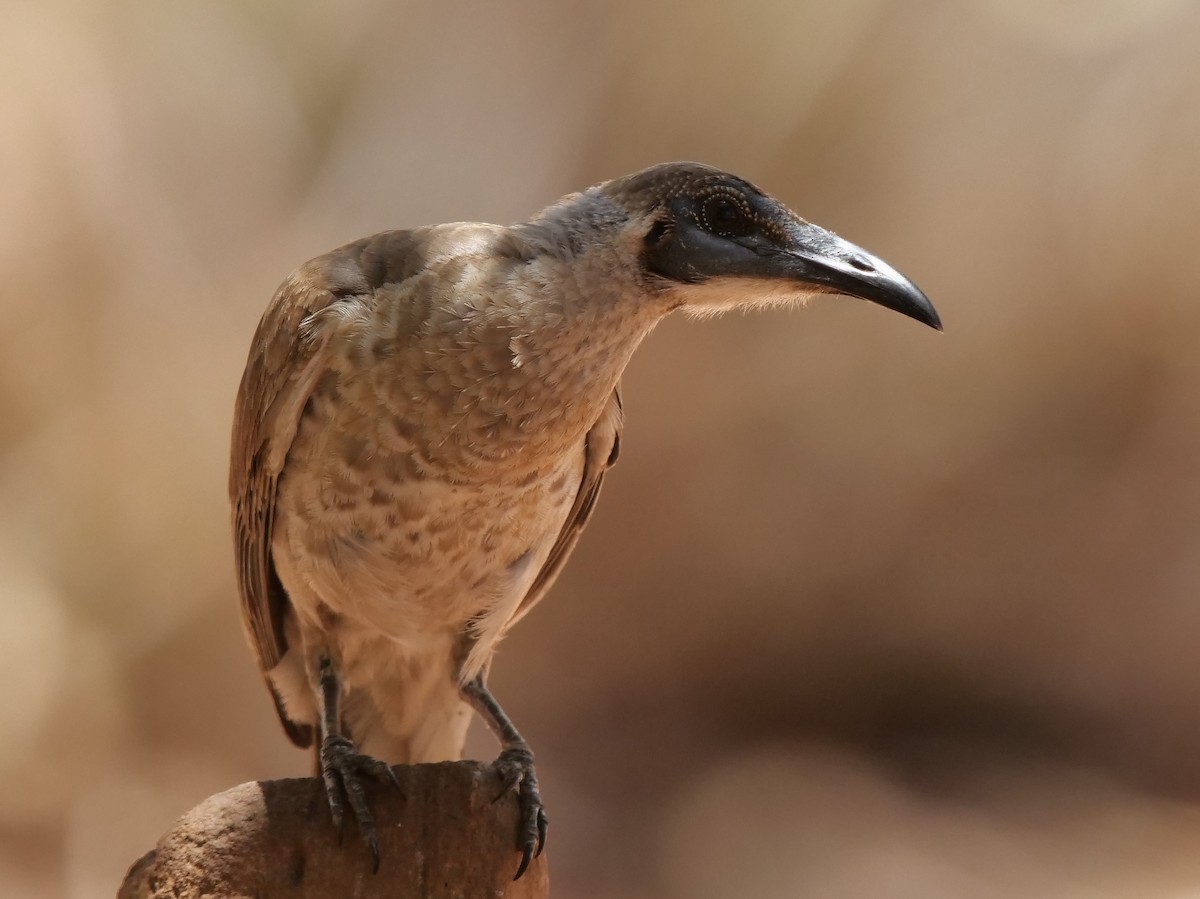 Little Friarbird - ML510818241