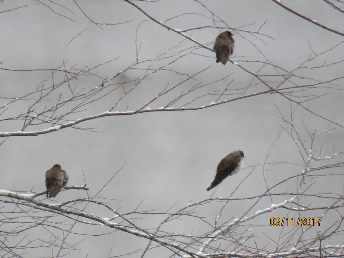 Northern Rough-winged Swallow - ML51081891