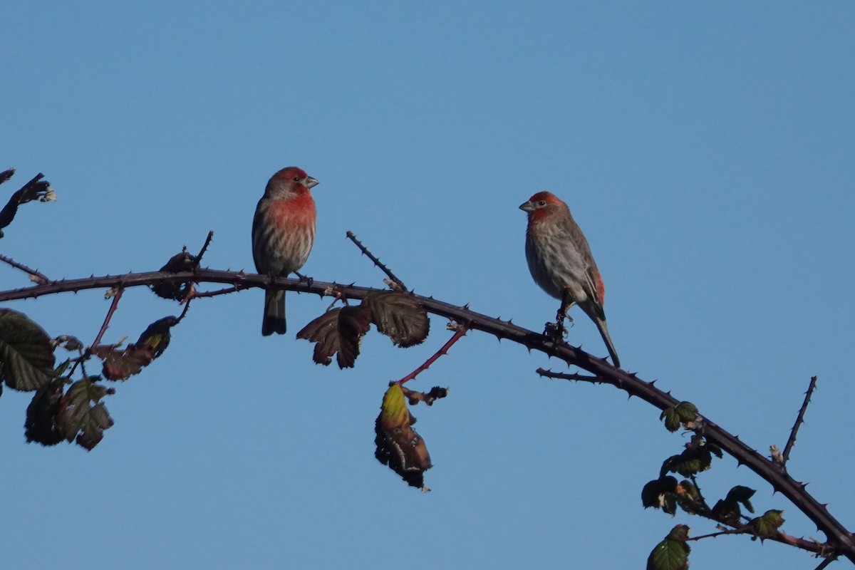 House Finch - ML510819311