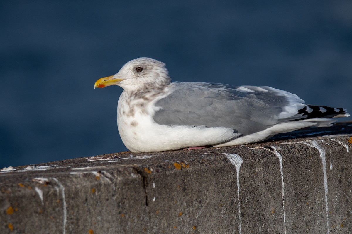 Iceland Gull (Thayer's) - Martin Kaehrle
