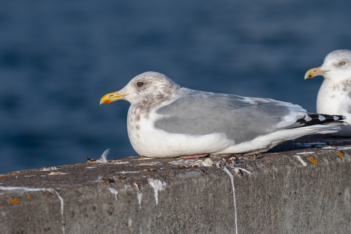 Iceland Gull (Thayer's) - Martin Kaehrle