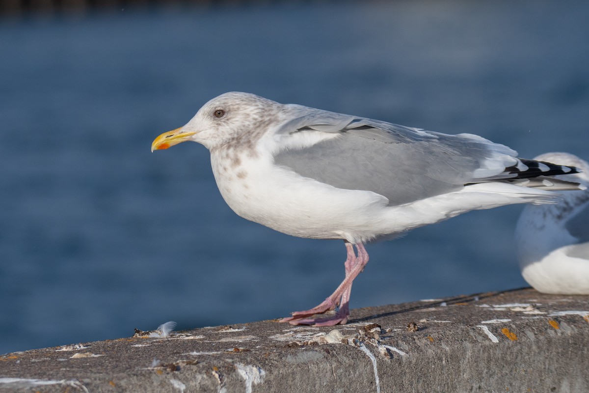 Iceland Gull (Thayer's) - Martin Kaehrle