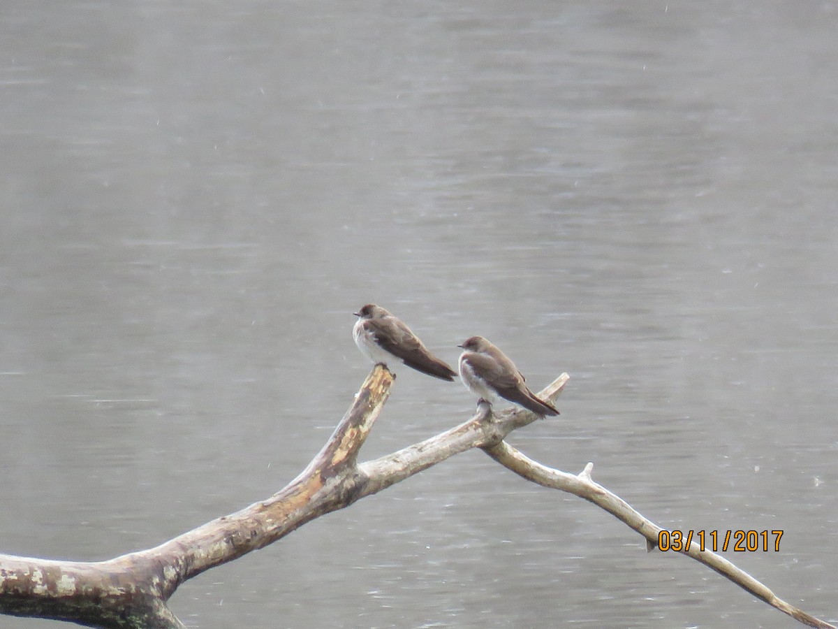 Northern Rough-winged Swallow - ML51081991