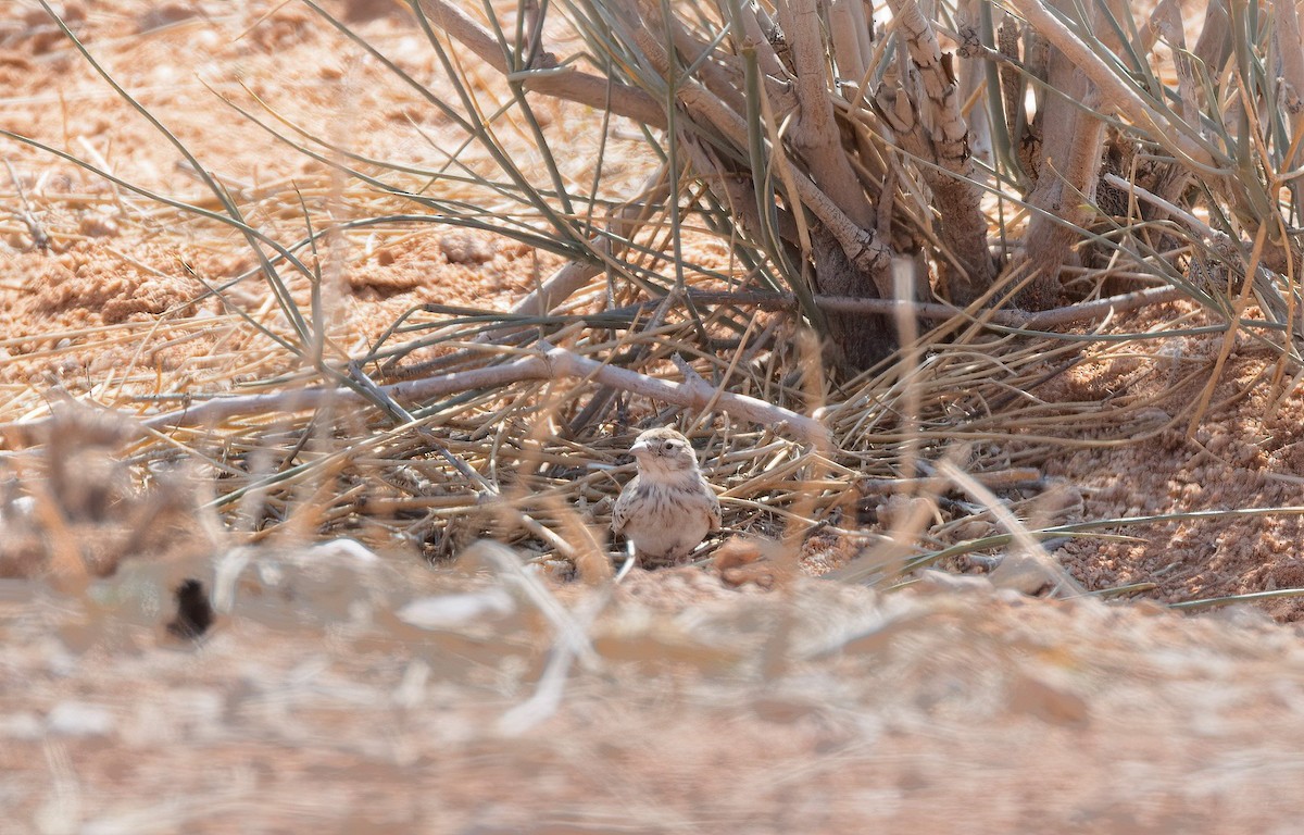 コユビシトドコヒバリ - ML510820061