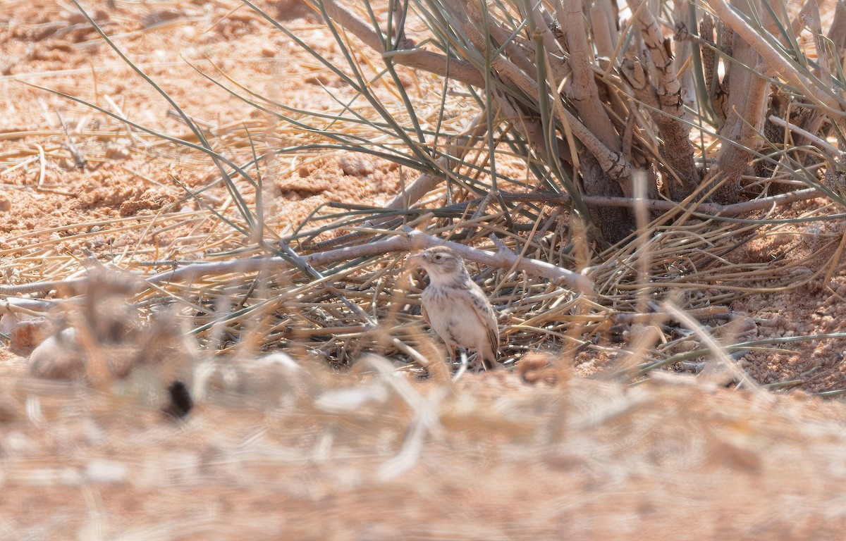 コユビシトドコヒバリ - ML510820081