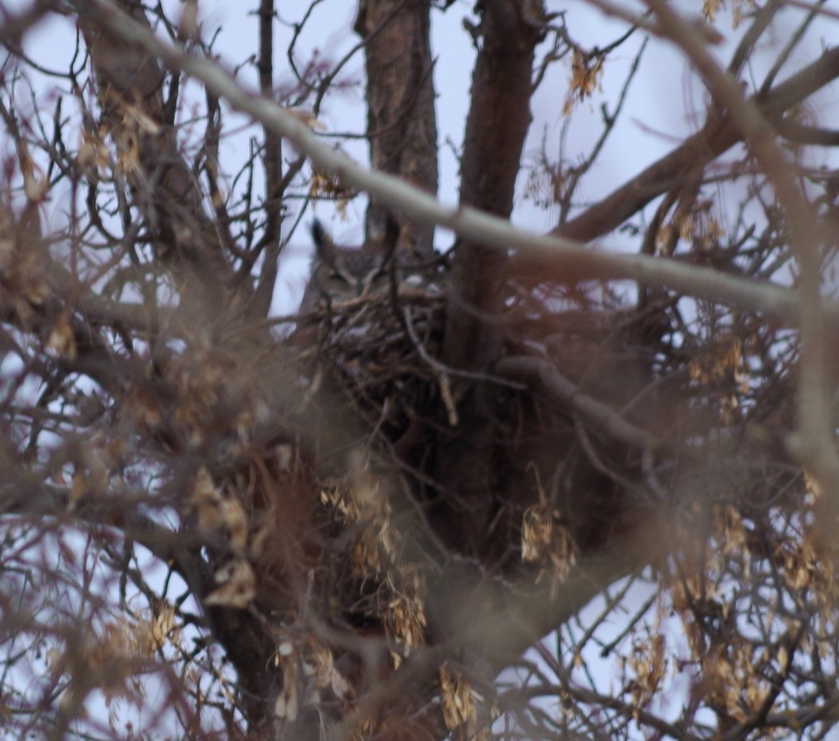 Great Horned Owl - ML51082061